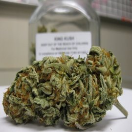 king kush marijuana strain